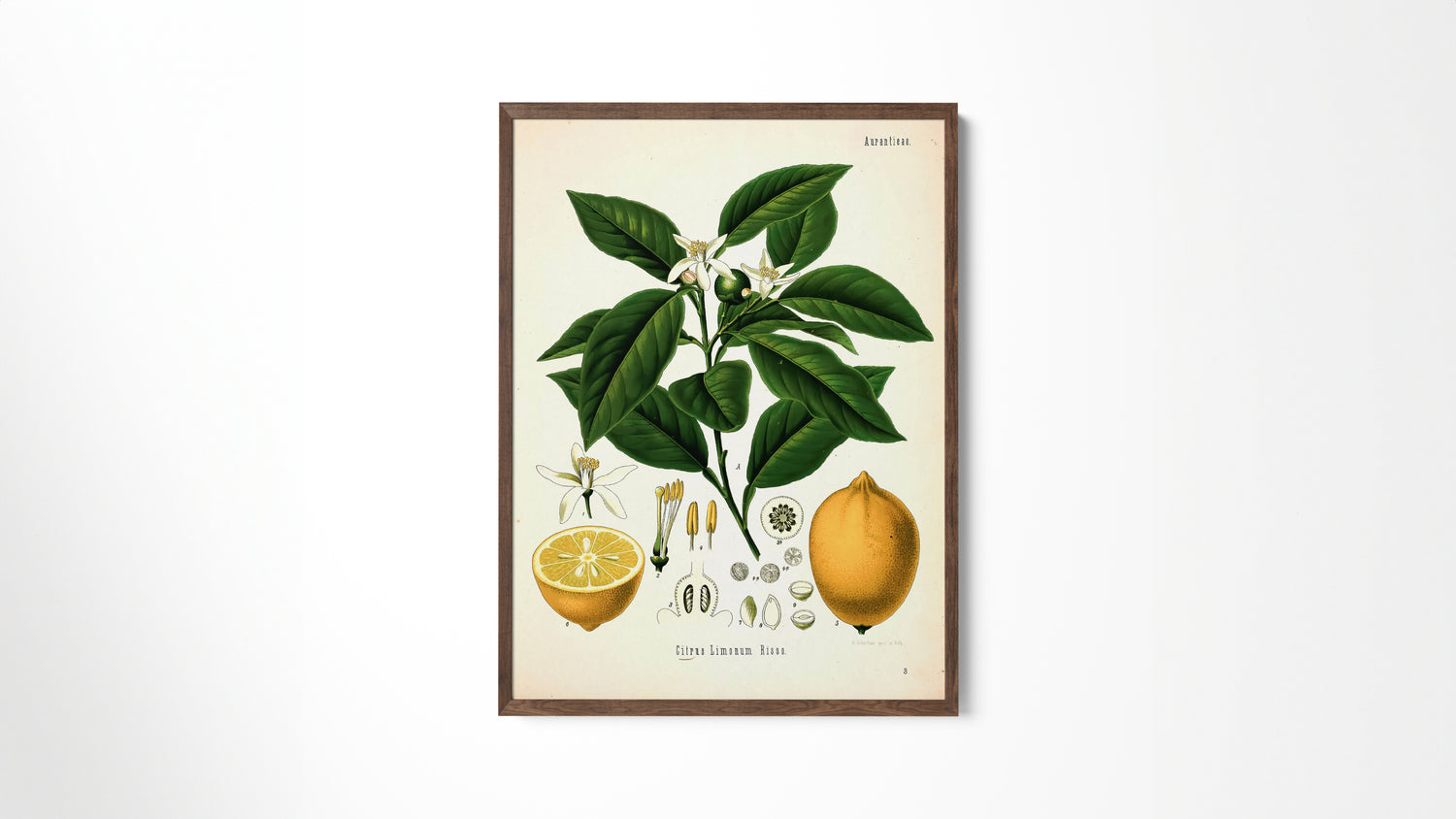 Kitchen Art Prints