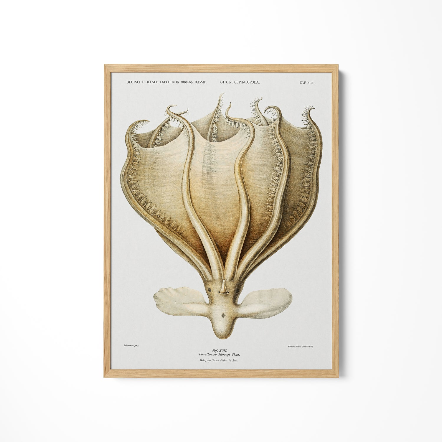 a framed print of a stingfish