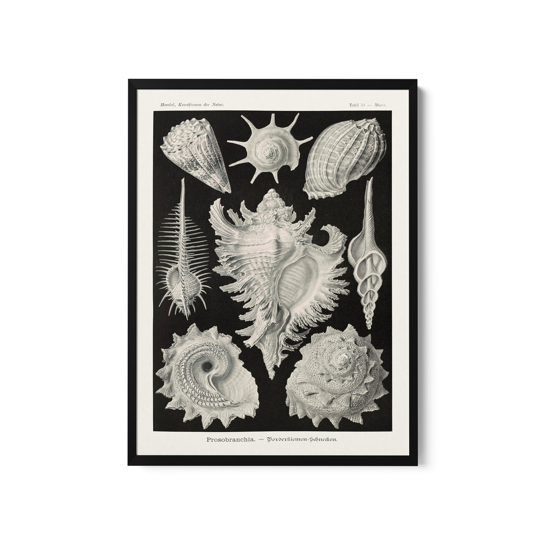 a black and white drawing of sea shells