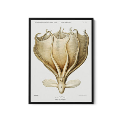 a framed print of a stingfish