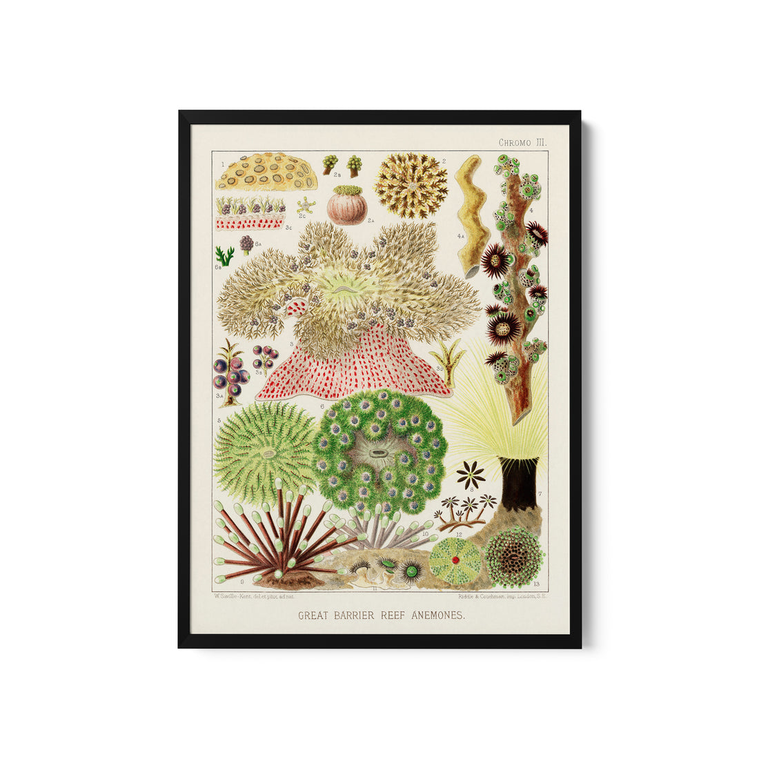 a framed print of a variety of plants