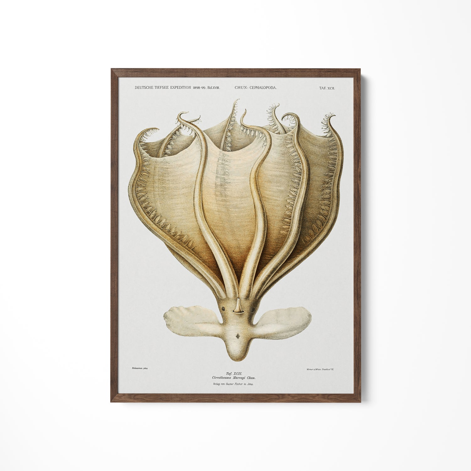 a framed print of a stingfish