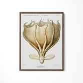 a framed print of a stingfish