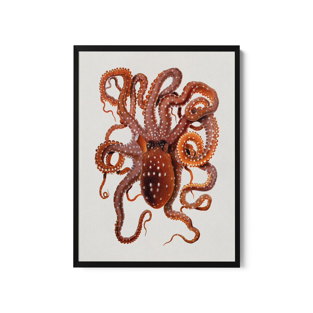 a picture of an octopus on a white background