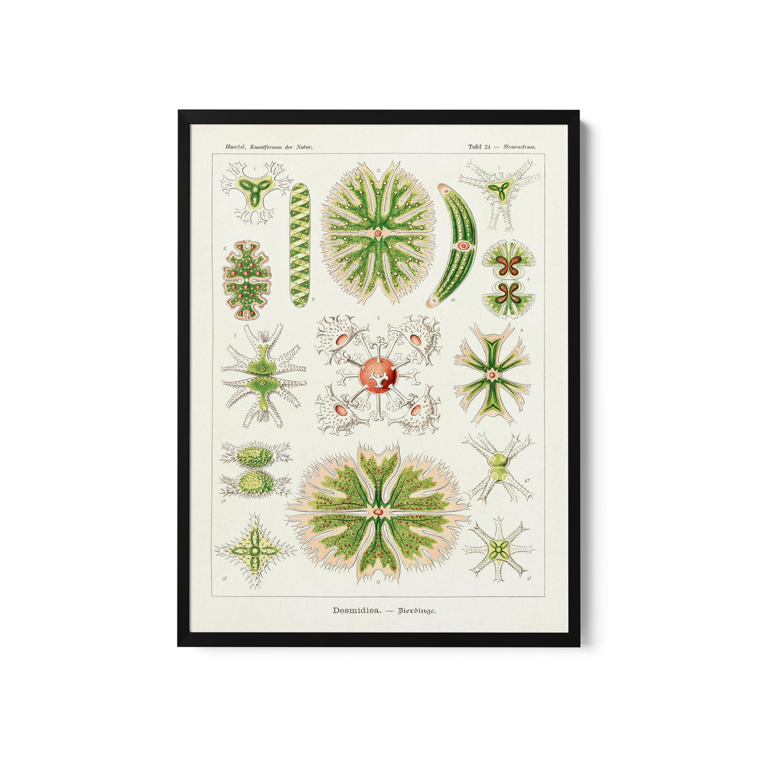 a framed print of a variety of plants